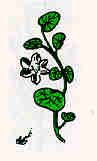 Estragon pflanze