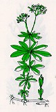 Waldmeister